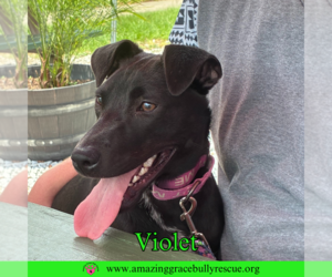 Violet - Female Labrador Retriever-Unknown Mix Dog for Adoption - Photo #6