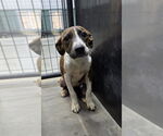 Small #1 Bullboxer Pit