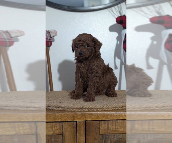 Medium Photo #9 Poodle (Miniature) Puppy For Sale in GOSHEN, IN, USA