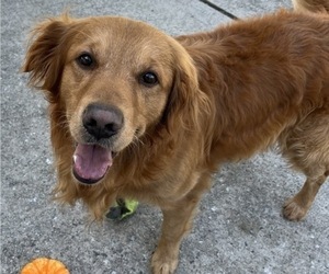 Father of the Golden Retriever puppies born on 02/24/2026
