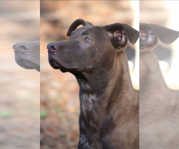 Medium Photo #2 German Shorthaired Lab Puppy For Sale in Ocean Springs, MS, USA
