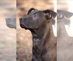 Small #1 German Shorthaired Lab