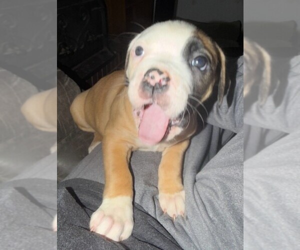 Medium Photo #3 American Bulldog Puppy For Sale in INDEPENDENCE, MO, USA