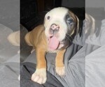 Small #2 American Bulldog