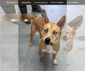 Labsky Dogs for adoption in Benton, PA, USA