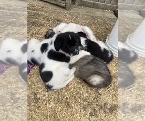 Newfie Pyrenees Puppy for sale in LAWRENCEBURG, KY, USA