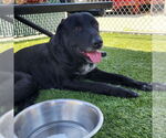 Small #3 Great Dane-Labrador Retriever Mix