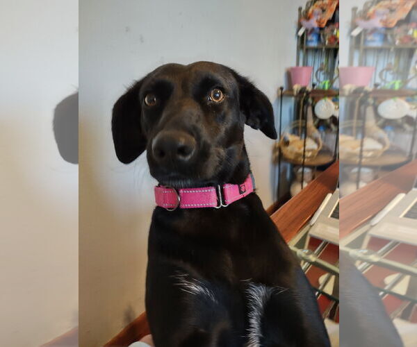 Medium Photo #2 Peruvian Inca Orchid Puppy For Sale in Erie, MI, USA