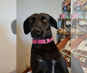 Coya in Ohio - Female Peruvian Inca Orchid Dog for Adoption - Photo #2