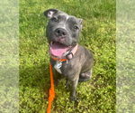 Small #4 American Pit Bull Terrier