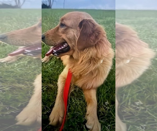 Medium Photo #3 Golden Retriever Puppy For Sale in McKinney, TX, USA