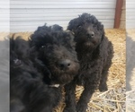 Small Photo #10 Labradoodle Puppy For Sale in VIENNA, IL, USA