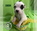 Small Photo #1 American Staffordshire Terrier-Unknown Mix Puppy For Sale in Omaha, NE, USA