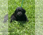 Small #1 Mutt