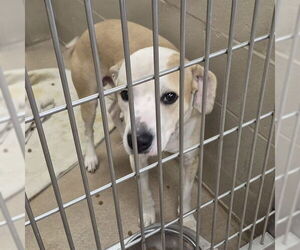 Labrador Retriever-Unknown Mix Dogs for adoption in Decatur, IL, USA