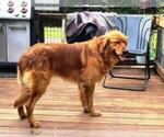 Small Photo #1 Golden Retriever Puppy For Sale in LEON, KS, USA