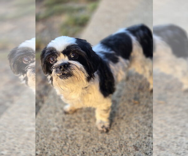Medium Photo #2 Shih Tzu Puppy For Sale in Bardstown, KY, USA