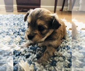 Havashire Puppy for sale in MC MINNVILLE, TN, USA