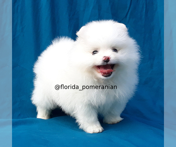 Medium Photo #14 Pomeranian Puppy For Sale in PALM BCH GDNS, FL, USA