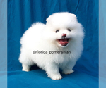 Small Photo #14 Pomeranian Puppy For Sale in PALM BCH GDNS, FL, USA