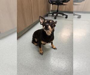 Chihuahua Dogs for adoption in Baytown, TX, USA