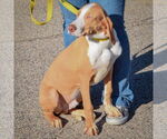 Small #2 American Foxhound-Redbone Coonhound Mix