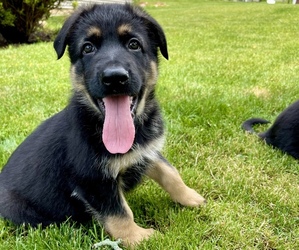 German Shepherd Dog Puppy for sale in NORTH CANTON, OH, USA
