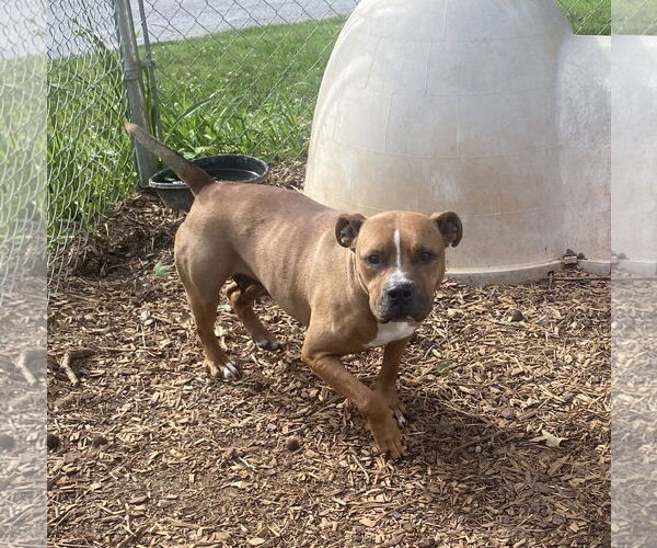 Medium Photo #2 Bullboxer Pit Puppy For Sale in Sparta, TN, USA