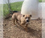 Small #1 Bullboxer Pit