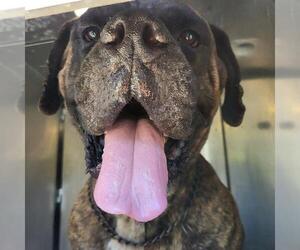 Bullmastiff-Unknown Mix Dogs for adoption in San Antonio, TX, USA