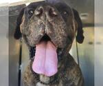 Small Bullmastiff Mix