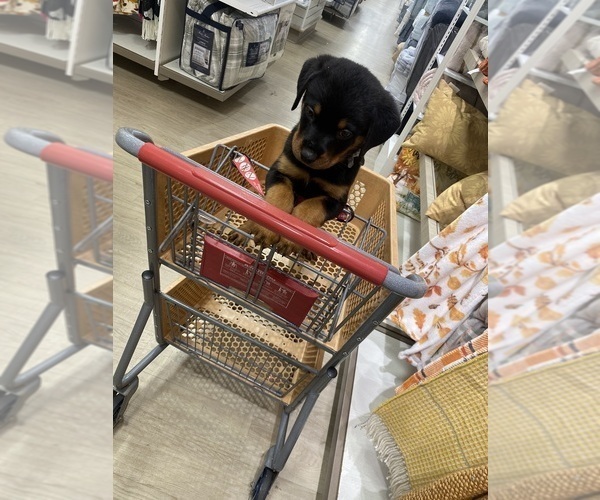 Medium Photo #3 Rottweiler Puppy For Sale in ALLENTOWN, PA, USA