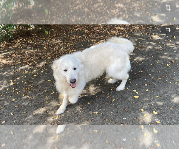 Medium Photo #7 English Cream Golden Retriever Puppy For Sale in BARNWELL, SC, USA