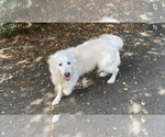 Small #6 English Cream Golden Retriever