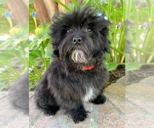 Maltipoo Puppy for sale in RANCHO CALIFORNIA, CA, USA