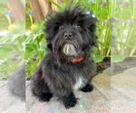 Small Photo #1 Maltipoo Puppy For Sale in RANCHO CALIFORNIA, CA, USA