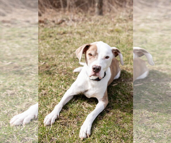 Medium Photo #4 Mutt Puppy For Sale in Crete, IL, USA