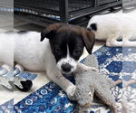 Small #3 Labrador Retriever Mix