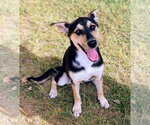 Small Australian Shepherd-Rat Terrier Mix