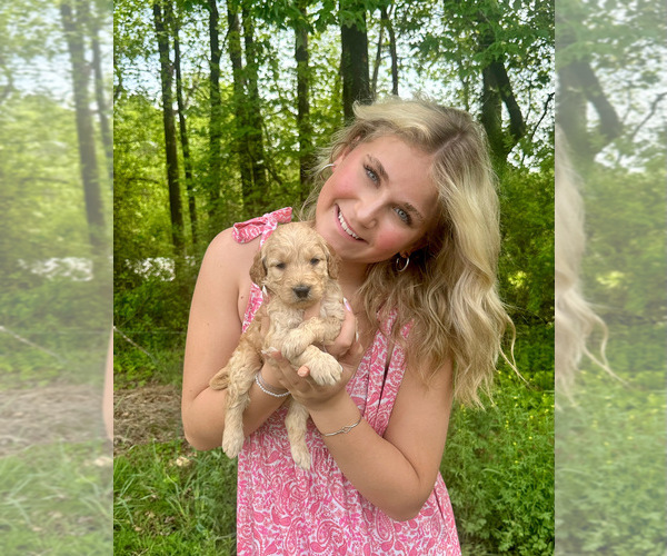 Medium Photo #8 Double Doodle Puppy For Sale in ROARING RIVER, NC, USA