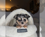 Small #4 Chihuahua