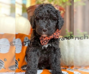 Bernedoodle-Poodle (Standard) Mix Puppy for sale in DRIPPING SPGS, TX, USA