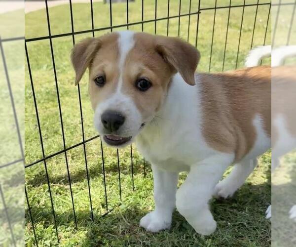 Medium Photo #5 Colonial Cocker Spaniel-Unknown Mix Puppy For Sale in San Diego, CA, USA