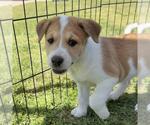 Small #4 Colonial Cocker Spaniel Mix