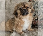 Puppy Pumpkin Pekingese