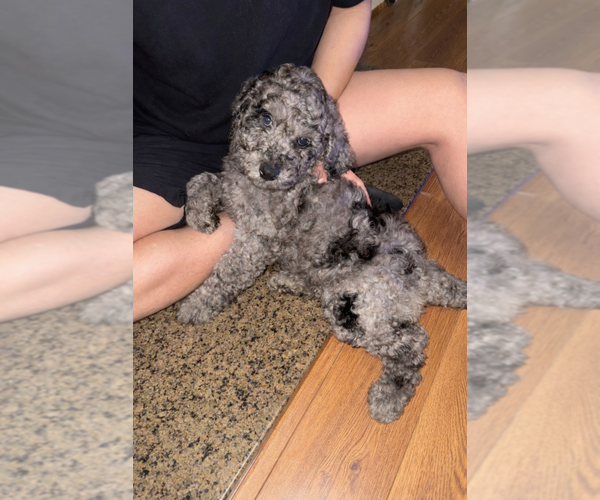 Medium Photo #1 Goldendoodle mix (+ Poodle Standard) Puppy For Sale in THOMASVILLE, NC, USA