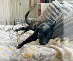 Small #20 Labrador Retriever Mix