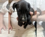 Small #4 Great Dane