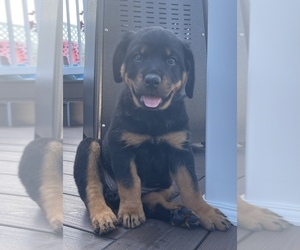 Rottweiler Puppy for sale in AUBURN, NY, USA