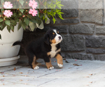 Small #4 Bernese Mountain Dog